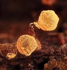 Attēlu rezultāti vaicājumam “Cribraria aurantiaca spores”