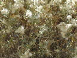 Attēlu rezultāti vaicājumam “Lactuca tatarica bud”