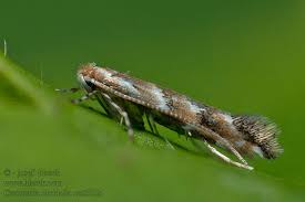 Attēlu rezultāti vaicājumam “Cameraria ohridella”