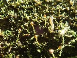 Attēlu rezultāti vaicājumam “Seligeria donniana”