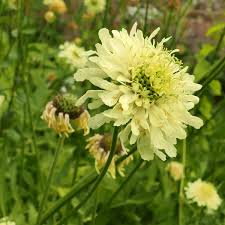 Attēlu rezultāti vaicājumam “Dipsacaceae”