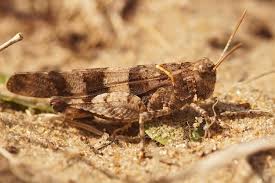 Attēlu rezultāti vaicājumam “Oedipoda caerulescens”