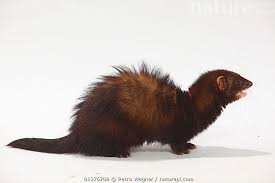 Attēlu rezultāti vaicājumam “Mustela putorius”