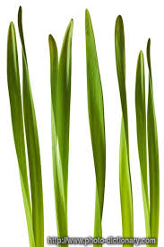 Attēlu rezultāti vaicājumam “Narcissus leaf”