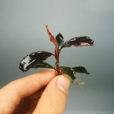 Risultati immagini per bucephalandra pinoh red stem