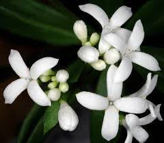 Image result for Galium odoratum