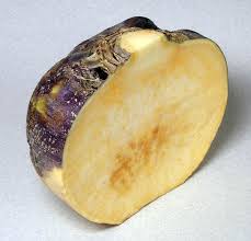 Attēlu rezultāti vaicājumam “Brassica napus fruit”