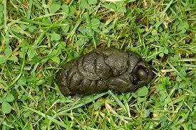 Attēlu rezultāti vaicājumam “Ovis aries juvenile”