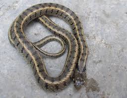 Attēlu rezultāti vaicājumam “Natrix natrix”