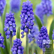 Attēlu rezultāti vaicājumam “Muscari botryoides”