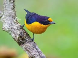 Attēlu rezultāti vaicājumam “Ombrophila violacea”