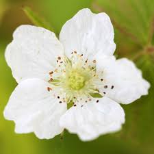 Attēlu rezultāti vaicājumam “Rubus caesius”