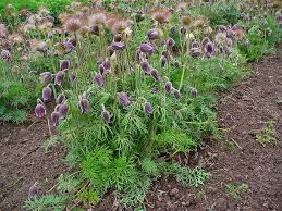 Attēlu rezultāti vaicājumam “Pulsatilla pratensis fruit”