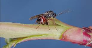 Attēlu rezultāti vaicājumam “Diplolepis bicolor”