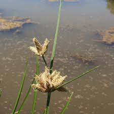 Attēlu rezultāti vaicājumam “Bolboschoenus maritimus”