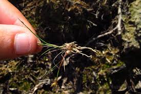 Attēlu rezultāti vaicājumam “Juncus bulbosus”