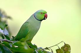 Image result for Psittacula krameri