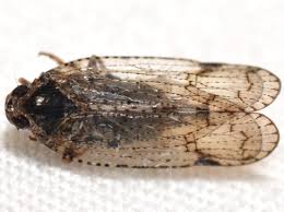 Attēlu rezultāti vaicājumam “Cixius sp.”