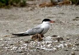 Attēlu rezultāti vaicājumam “Sterna hirundo adult”