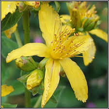 Attēlu rezultāti vaicājumam “Hypericum maculatum”