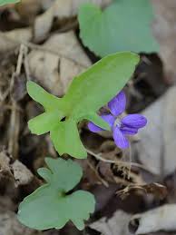 Attēlu rezultāti vaicājumam “Viola uliginosa leaf”