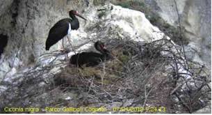 Attēlu rezultāti vaicājumam “Ciconia nigra nest”