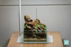 Attēlu rezultāti vaicājumam “Elatine hydropiper”