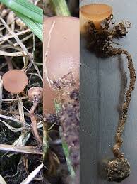 Attēlu rezultāti vaicājumam “Myriosclerotinia scirpicola”