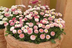 Image result for Bellis perennis