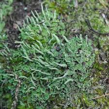 Attēlu rezultāti vaicājumam “Cladonia cornuta”