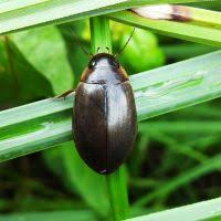 Attēlu rezultāti vaicājumam “Colymbetes striatus”