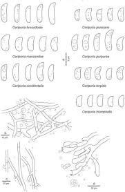 Attēlu rezultāti vaicājumam “Ceriporia viridans”