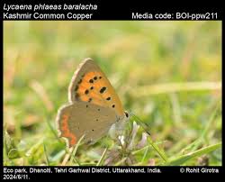 Attēlu rezultāti vaicājumam “Lycaena phlaeas”