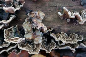 Attēlu rezultāti vaicājumam “Auricularia mesenterica”