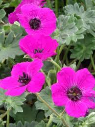 Image result for Geranium `Purple Haze`