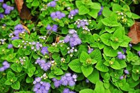 Image result for Ageratum conyzoides
