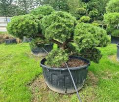 Attēlu rezultāti vaicājumam “Pinus mugo”
