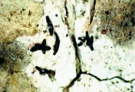 Attēlu rezultāti vaicājumam “Opegrapha atra”