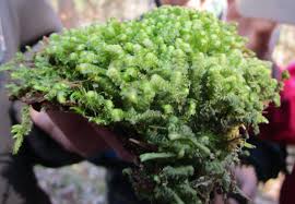 Attēlu rezultāti vaicājumam “Bazzania trilobata”