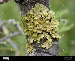 Attēlu rezultāti vaicājumam “Vulpicida pinastri”