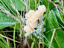 Attēlu rezultāti vaicājumam “Didymium spongiosum macro”