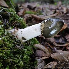 Attēlu rezultāti vaicājumam “Phallus impudicus”