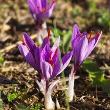 Attēlu rezultāti vaicājumam “Crocus”