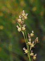 Attēlu rezultāti vaicājumam “Juncus gerardii flower”