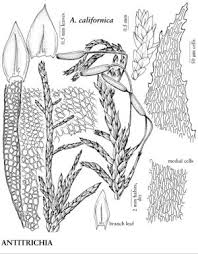 Attēlu rezultāti vaicājumam “Antitrichia curtipendula”
