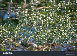 Attēlu rezultāti vaicājumam “Batrachium circinatum flower”
