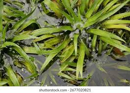 Attēlu rezultāti vaicājumam “Stratiotes aloides leaf”