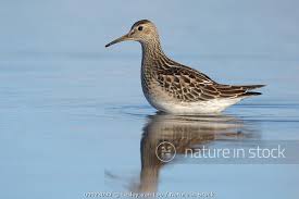 Image result for Calidris melanotos