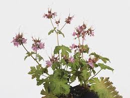 Attēlu rezultāti vaicājumam “Geranium palustre fruit”