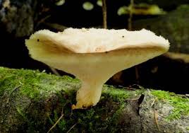 Attēlu rezultāti vaicājumam “Polyporus tubaeformis”